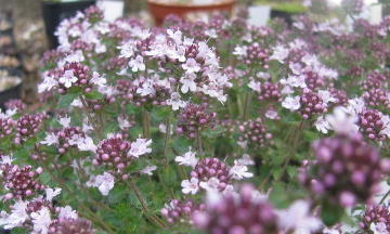 Thymus serpyllum 'Annie Hall' 